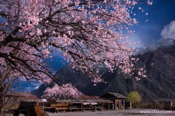 林芝桃花沟在哪里