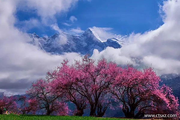 几月份去林芝看桃花比较好