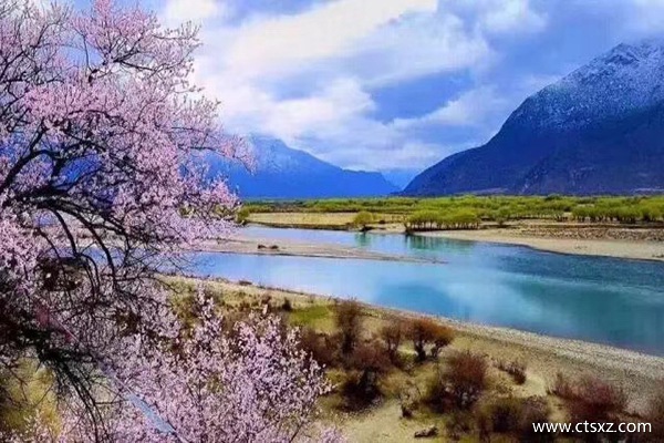 林芝桃花什么时候开的最好